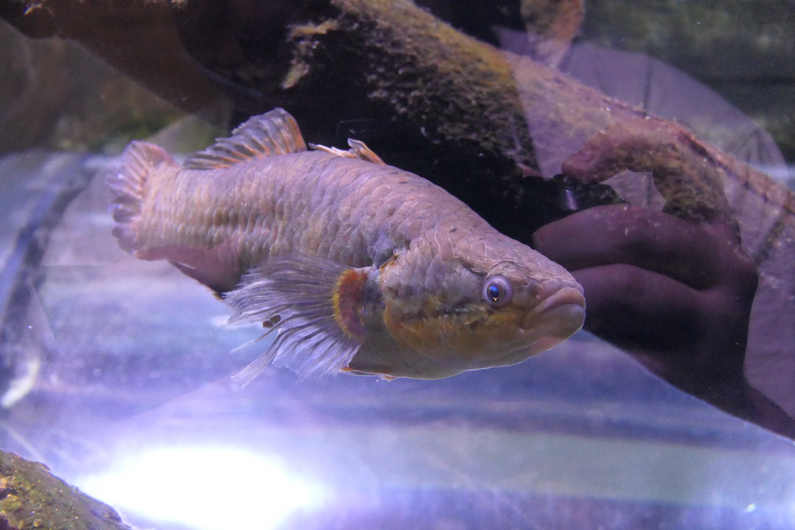Australian Snakehead Gudgeon (Giuris aporocephalus)