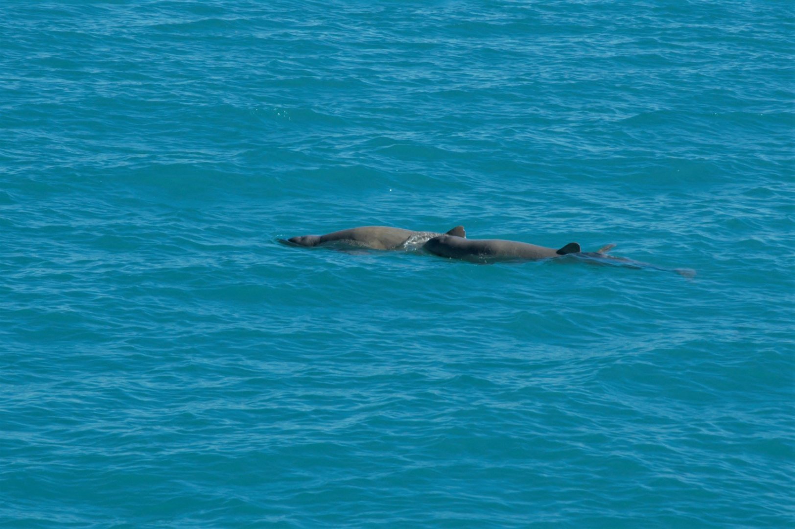 Australian Snubfin Dolphin (Orcaella heinsohni)