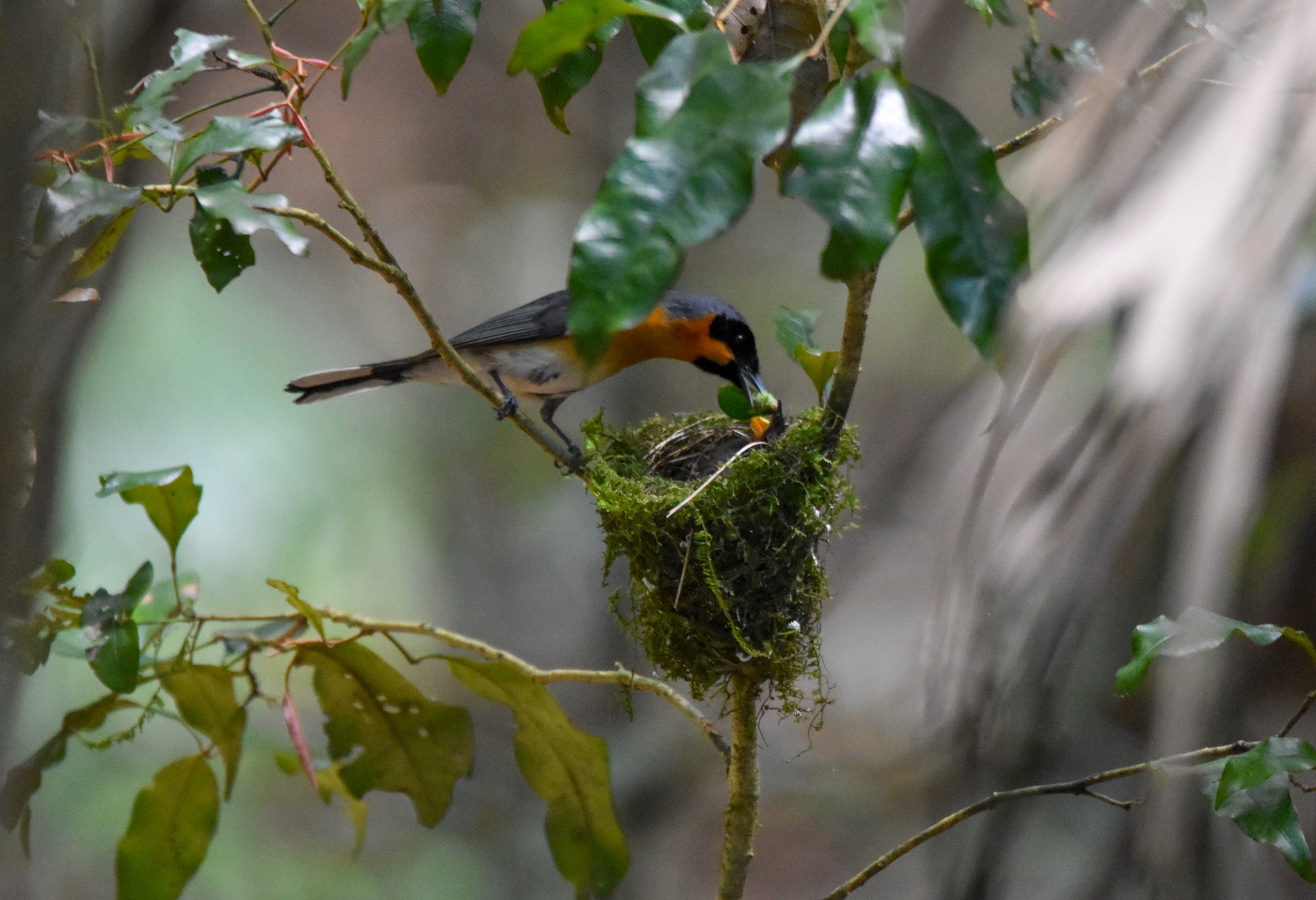 Australian Spectacled Monarch feeding chick
