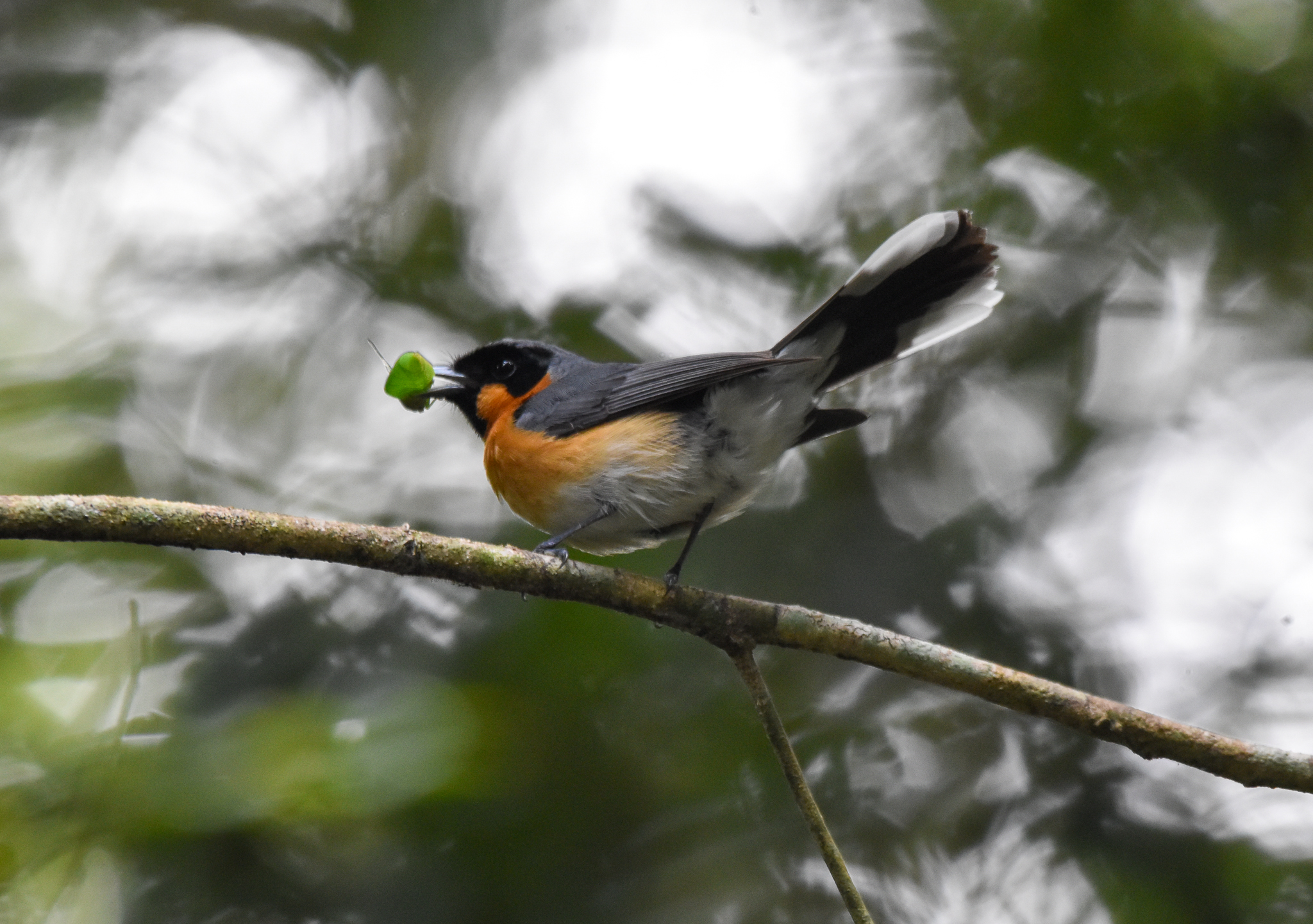 Australian Spectacled Monarch