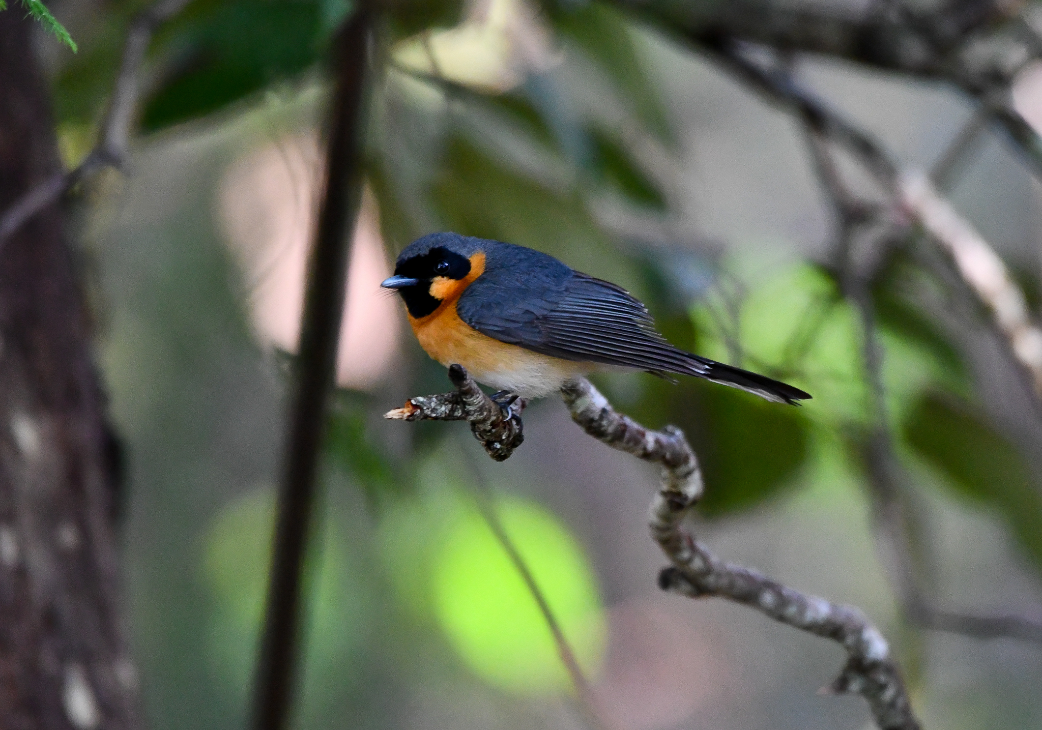 Australian Spectacled Monarch