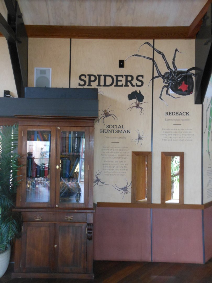 Australian Spider exhibit