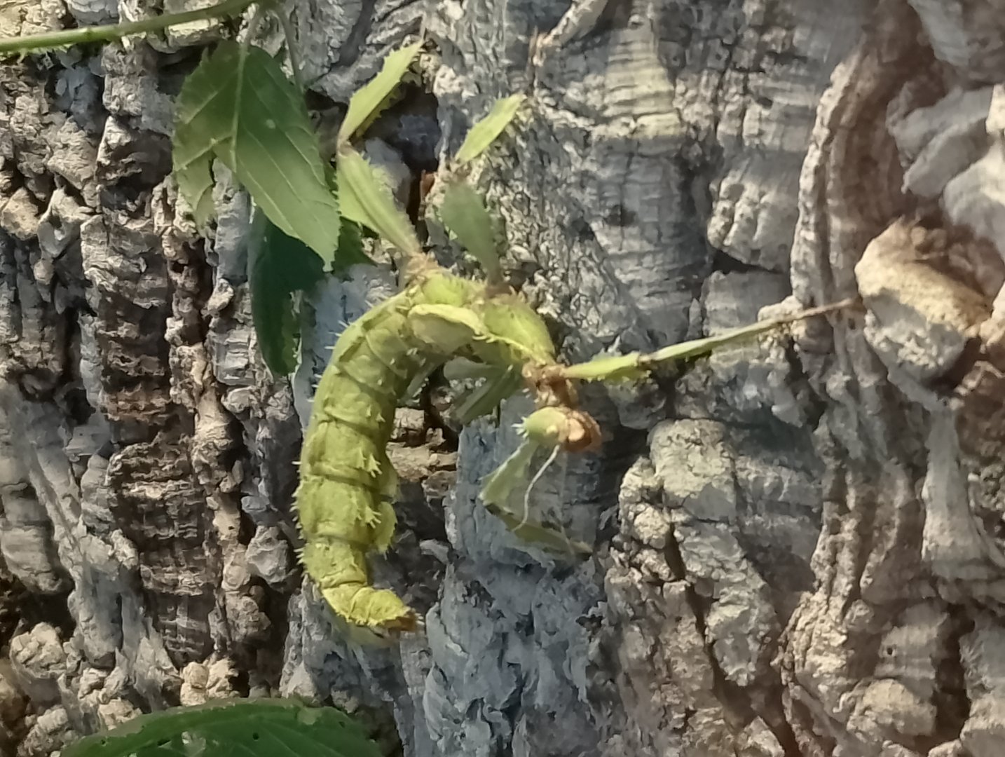 Australian spiny leaf insect