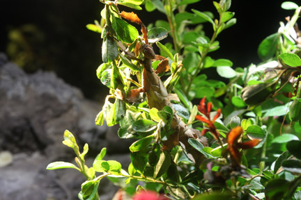 australian spiny stick insect