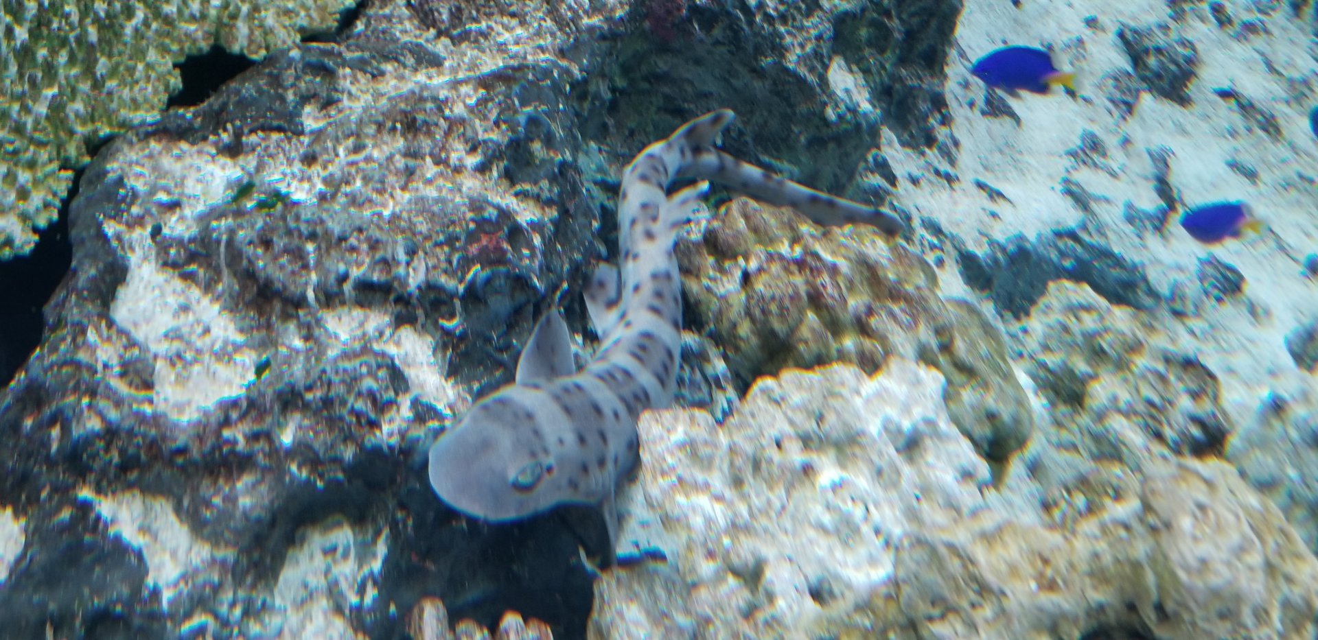 Australian Spotted Catshark