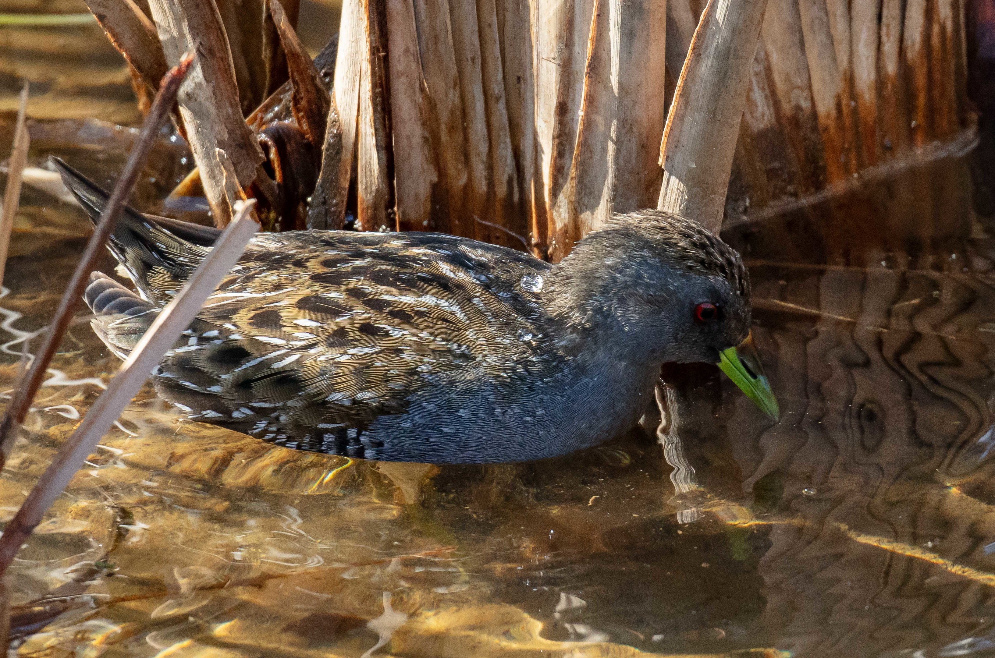 Australian Spotted Crake