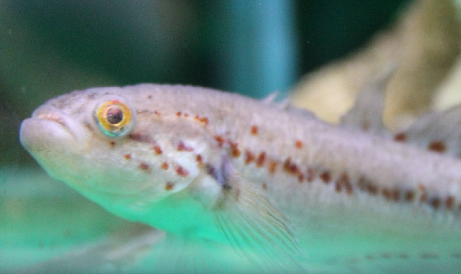 Australian spotted gudgeon
