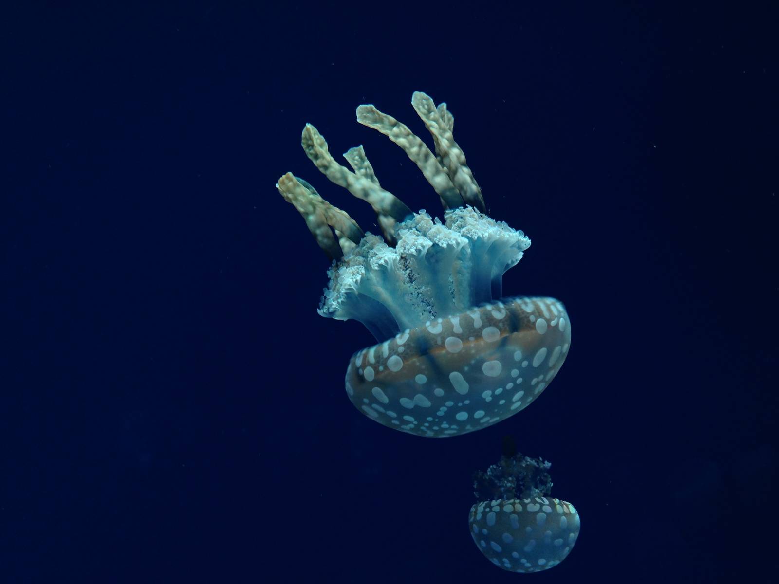 Australian Spotted Jelly
