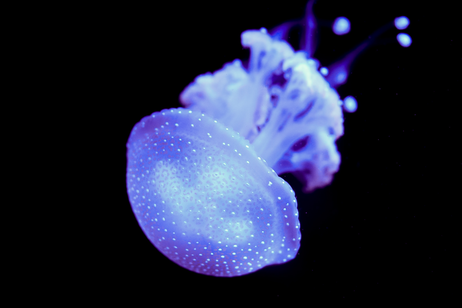 Australian Spotted Jelly