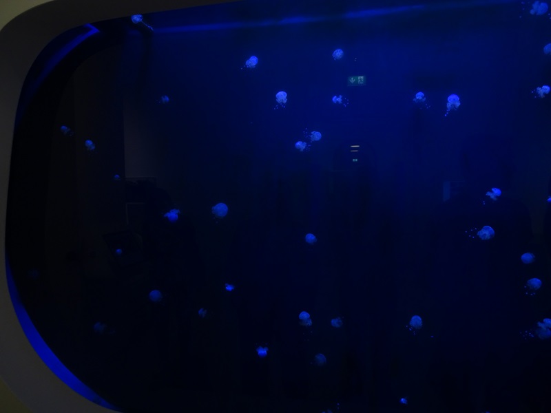 Australian spotted jellyfish tank
