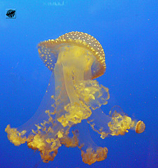 Australian spotted jellyfish
