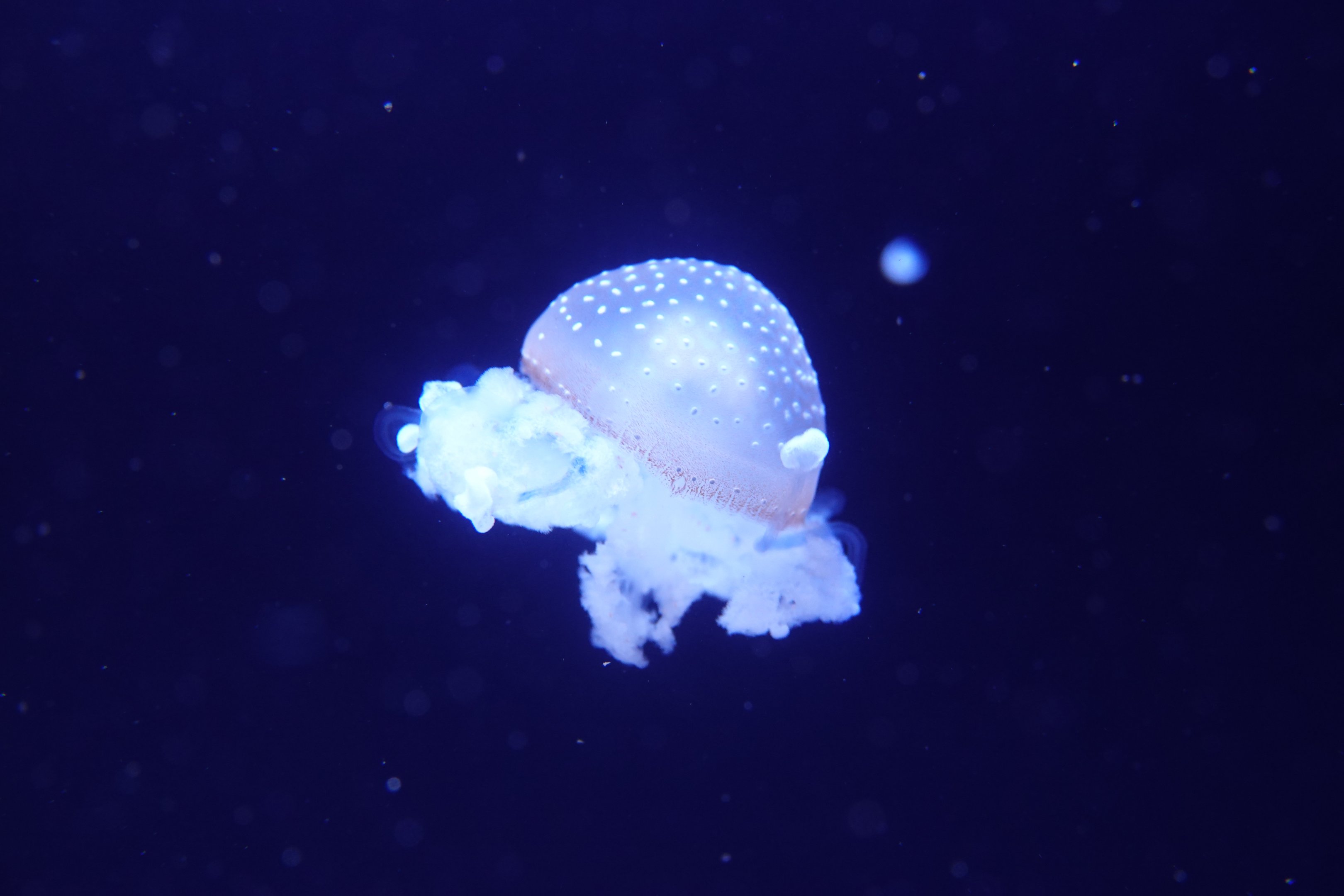 Australian spotted jellyfish