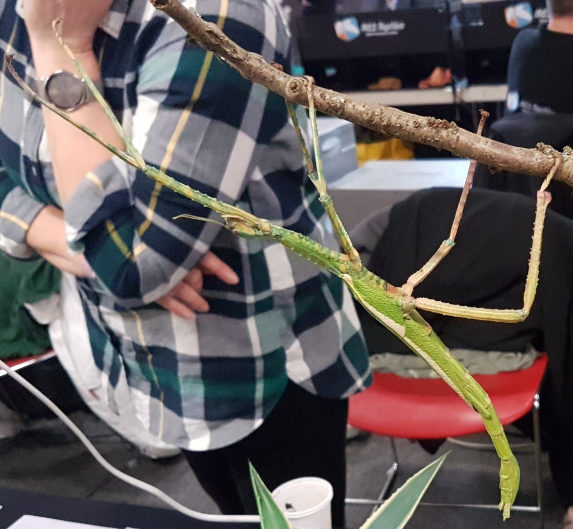 Australian Stick-insect ID