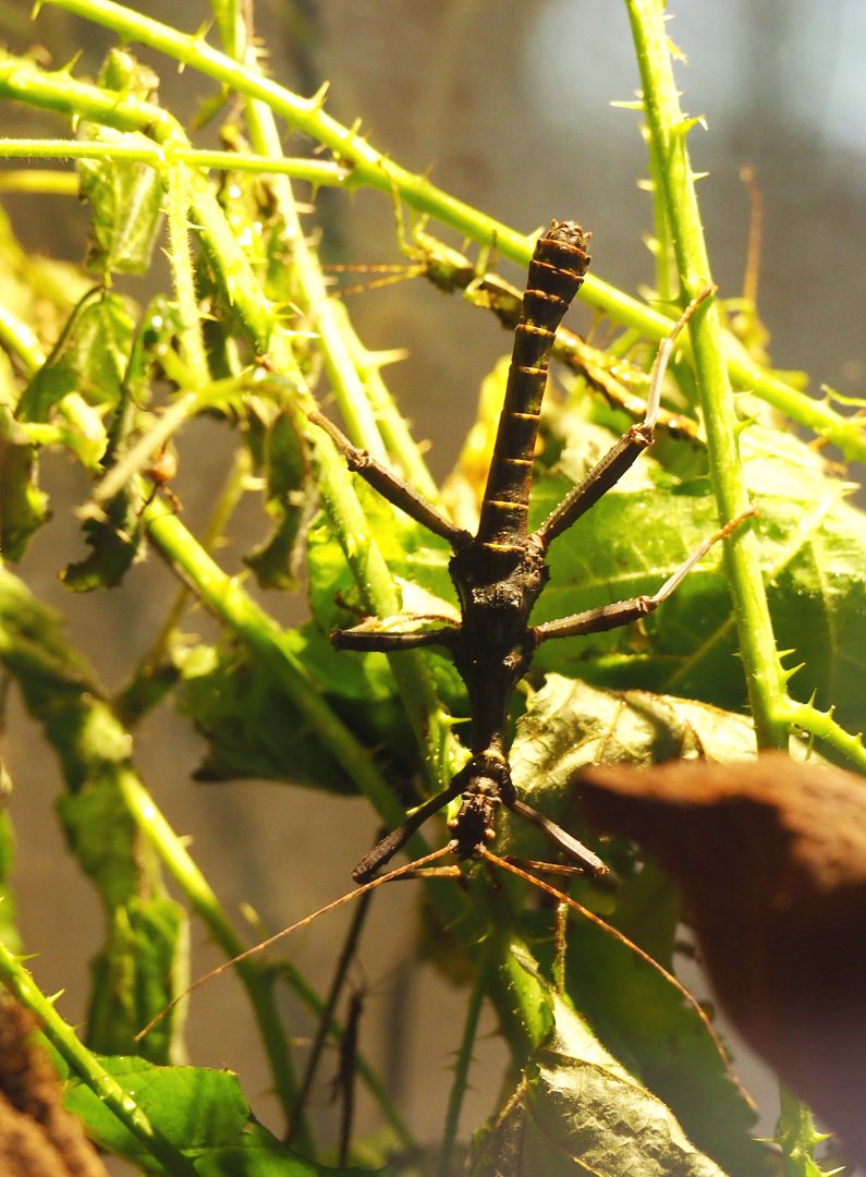 Australian (?) stick insect species at Planckendael for ID