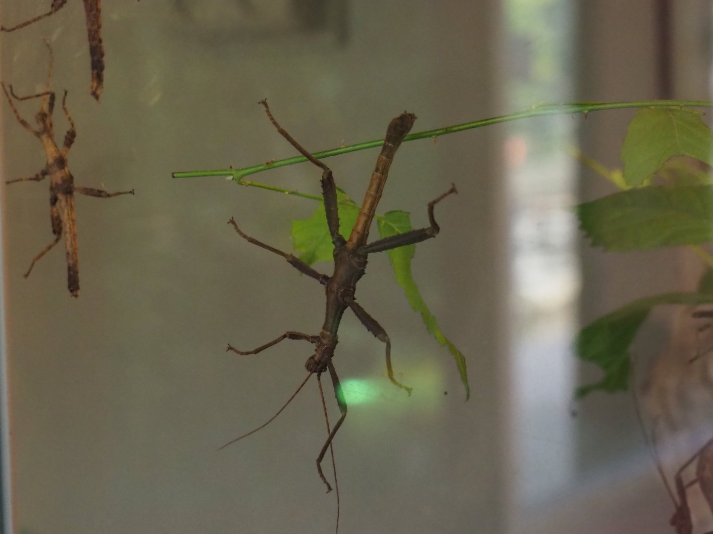 Australian stick insect species Planckendael 2020-09-16