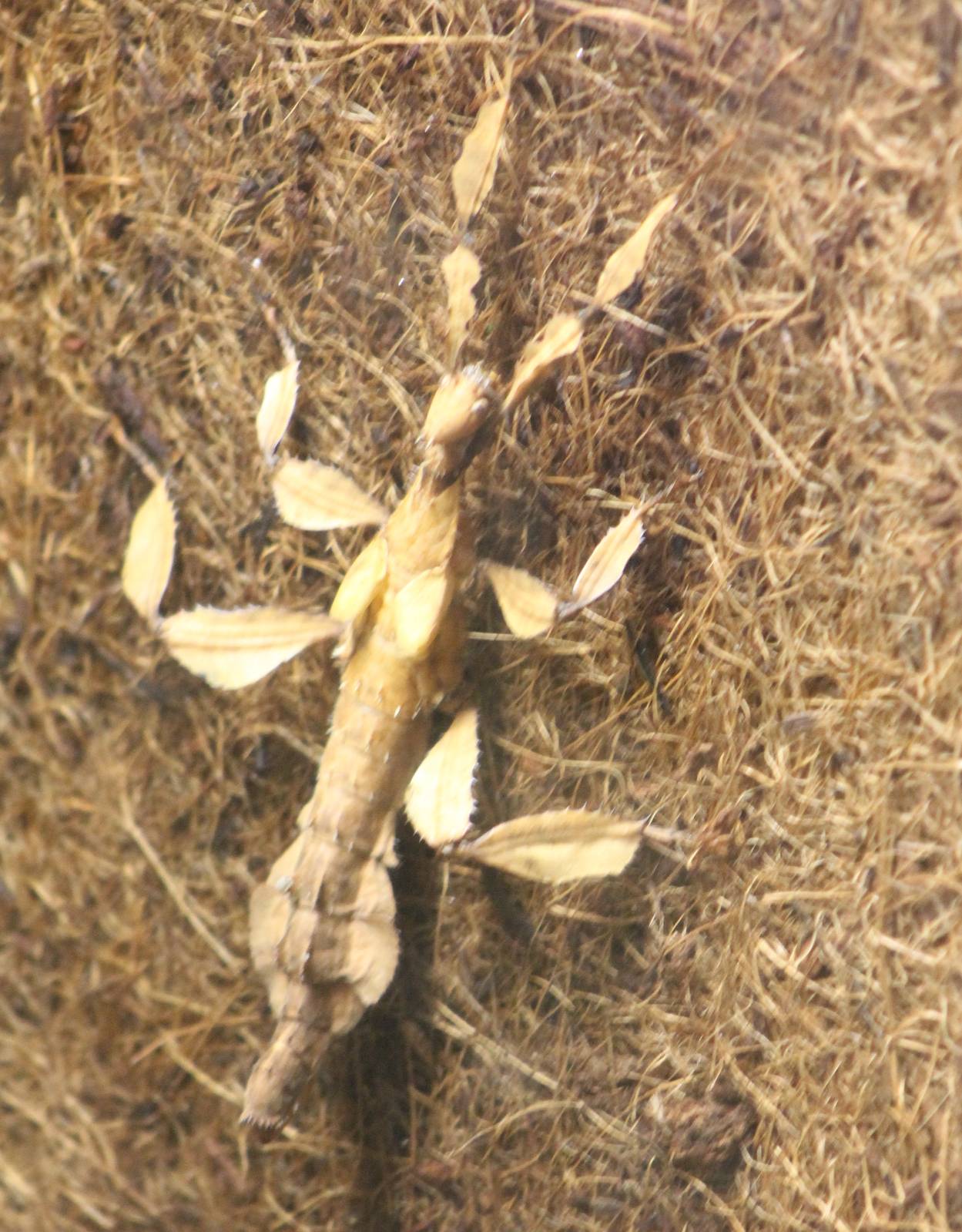 Australian stick insect