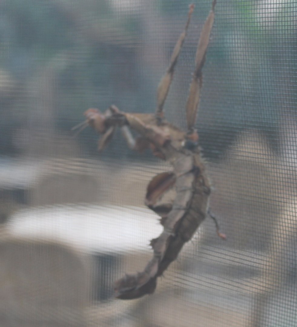 Australian Stick-insect