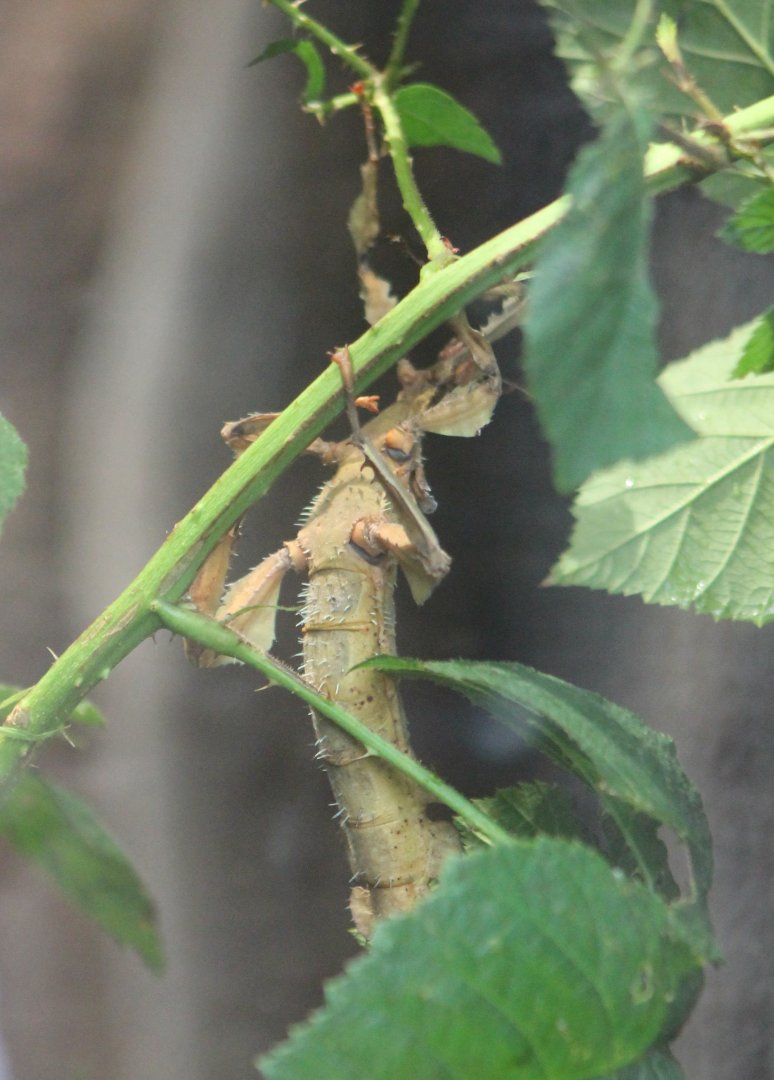 Australian stick-insect