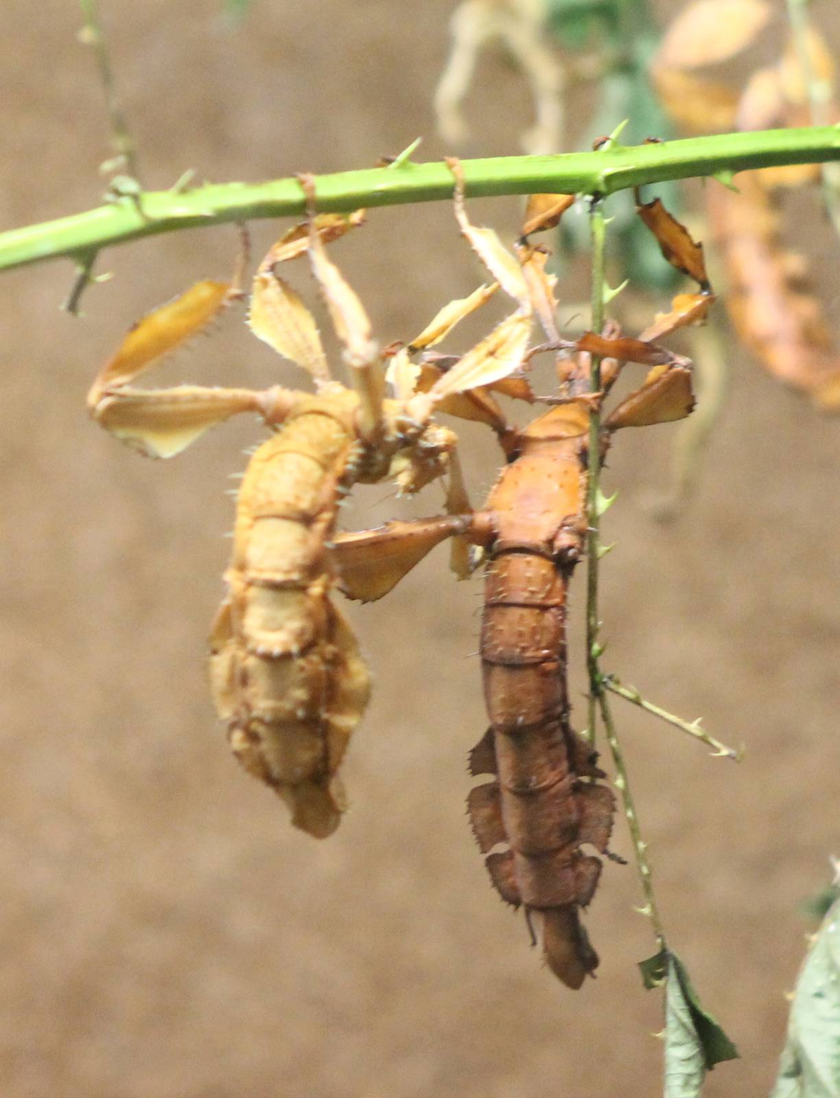 Australian stick insects