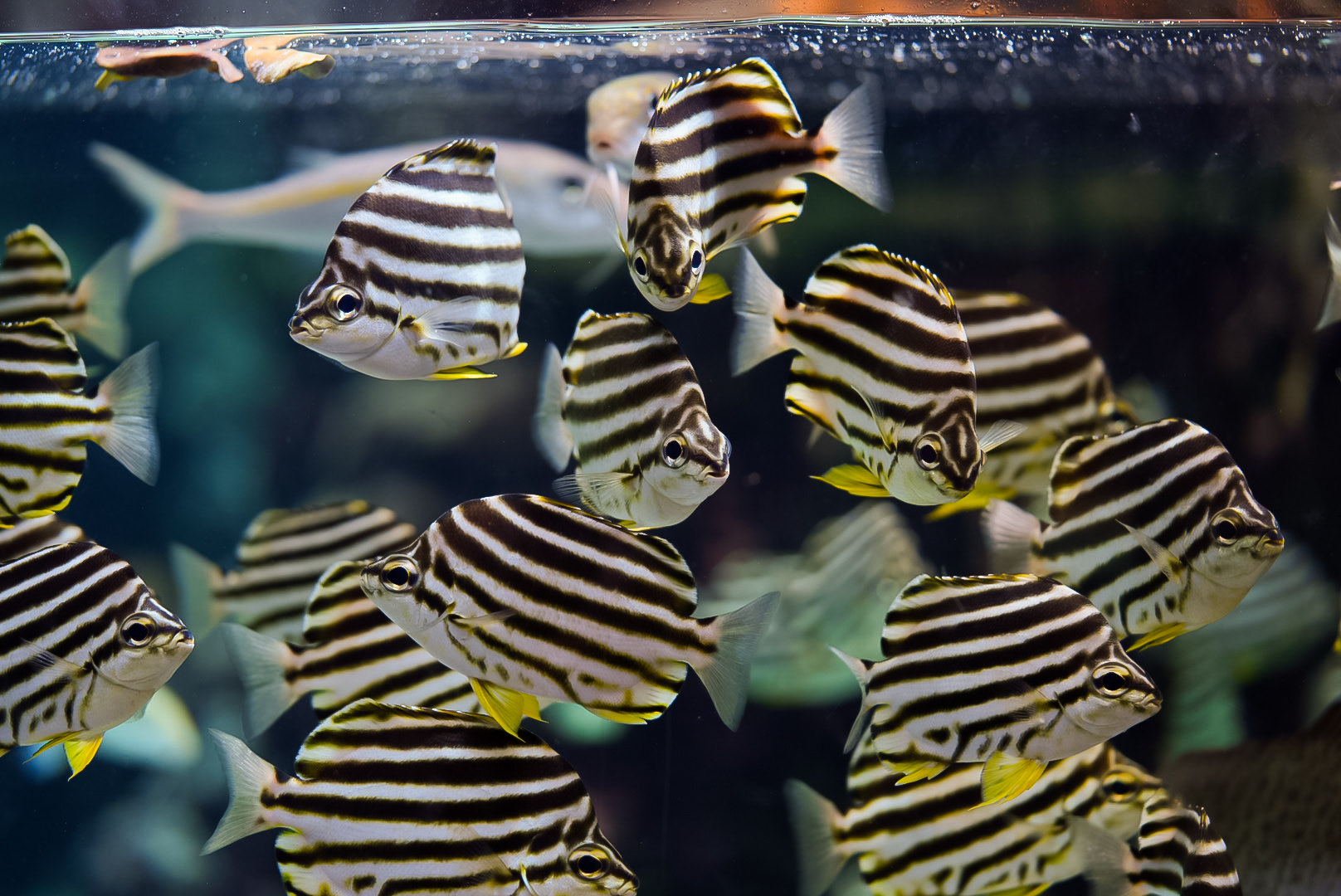 Australian Stripey's