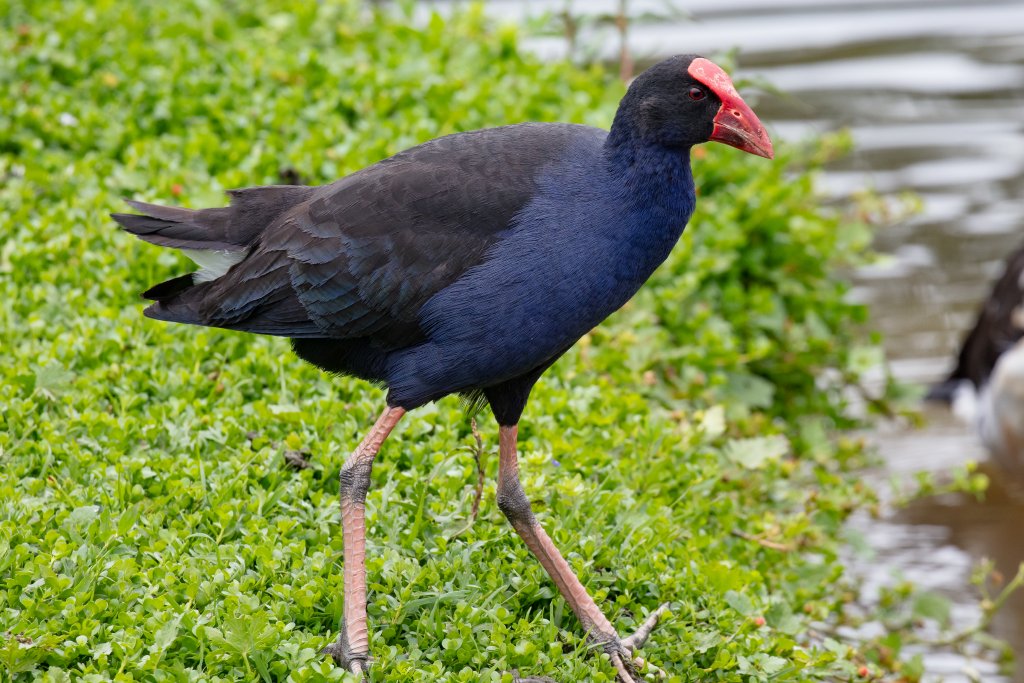 Australian Swamp Hen - wild bird