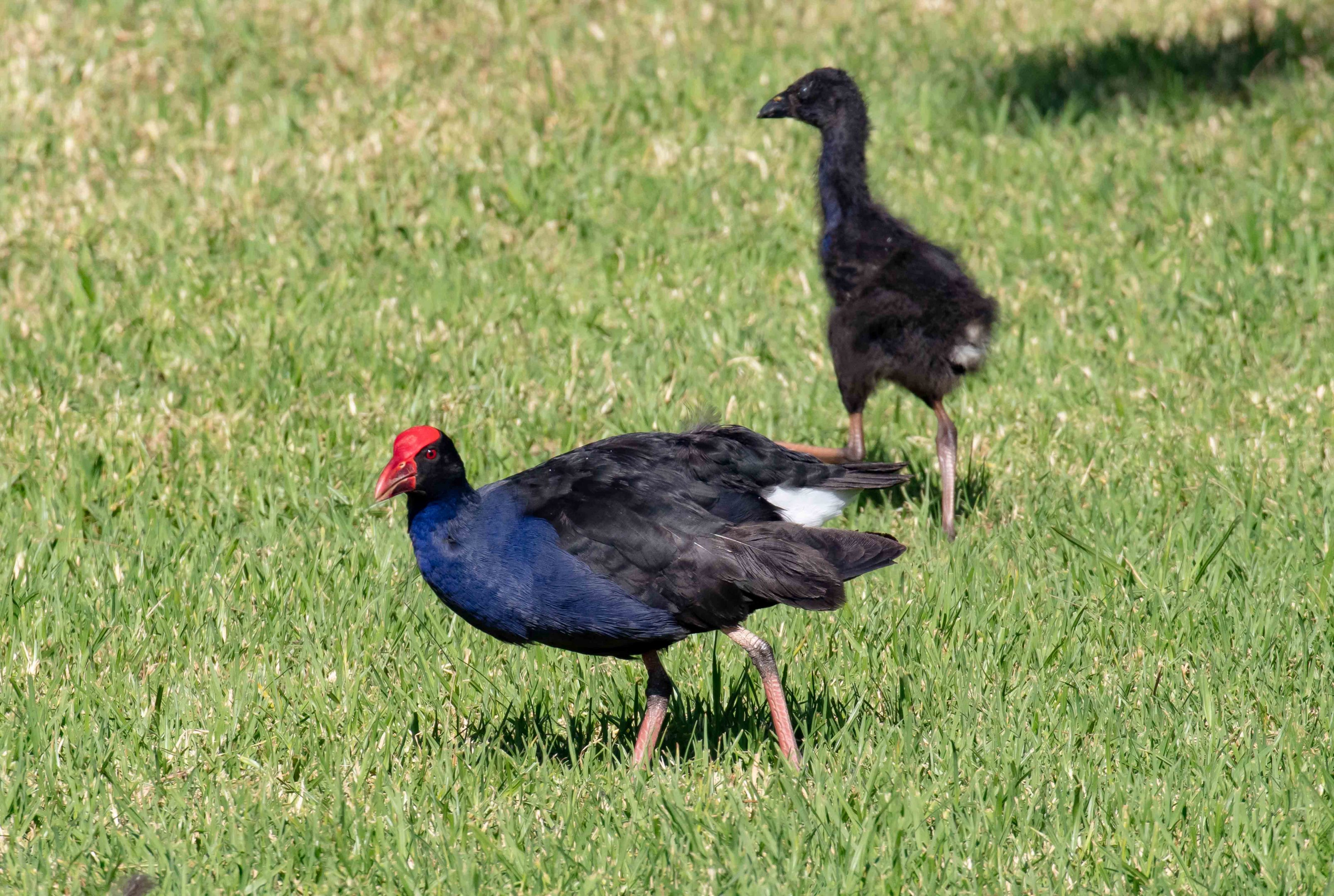 Australian Swamphen and juvenile