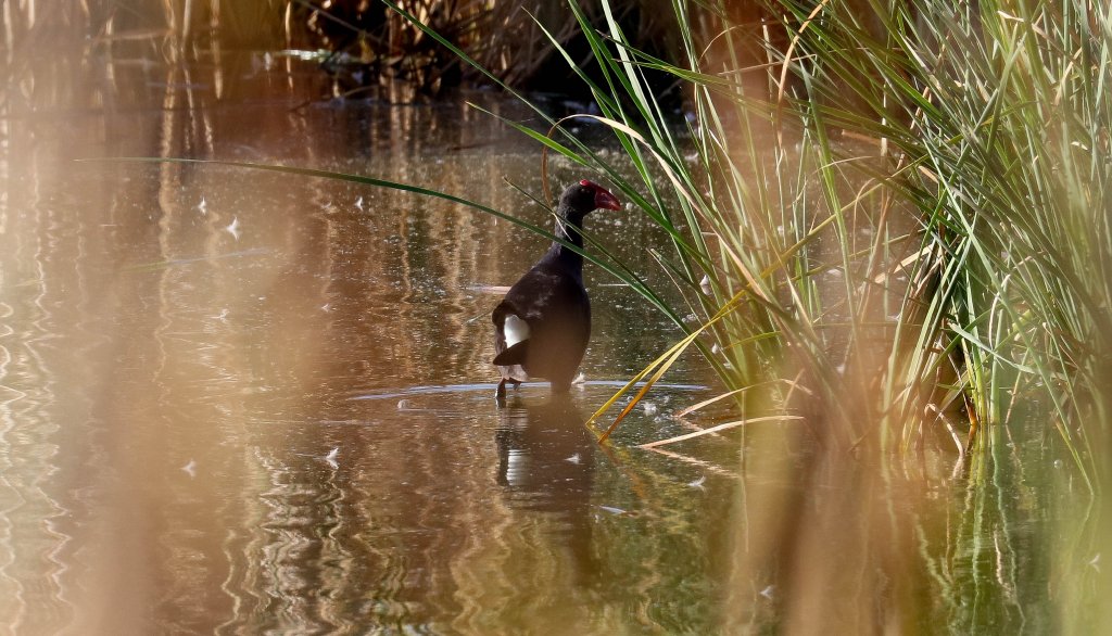 Australian Swamphen