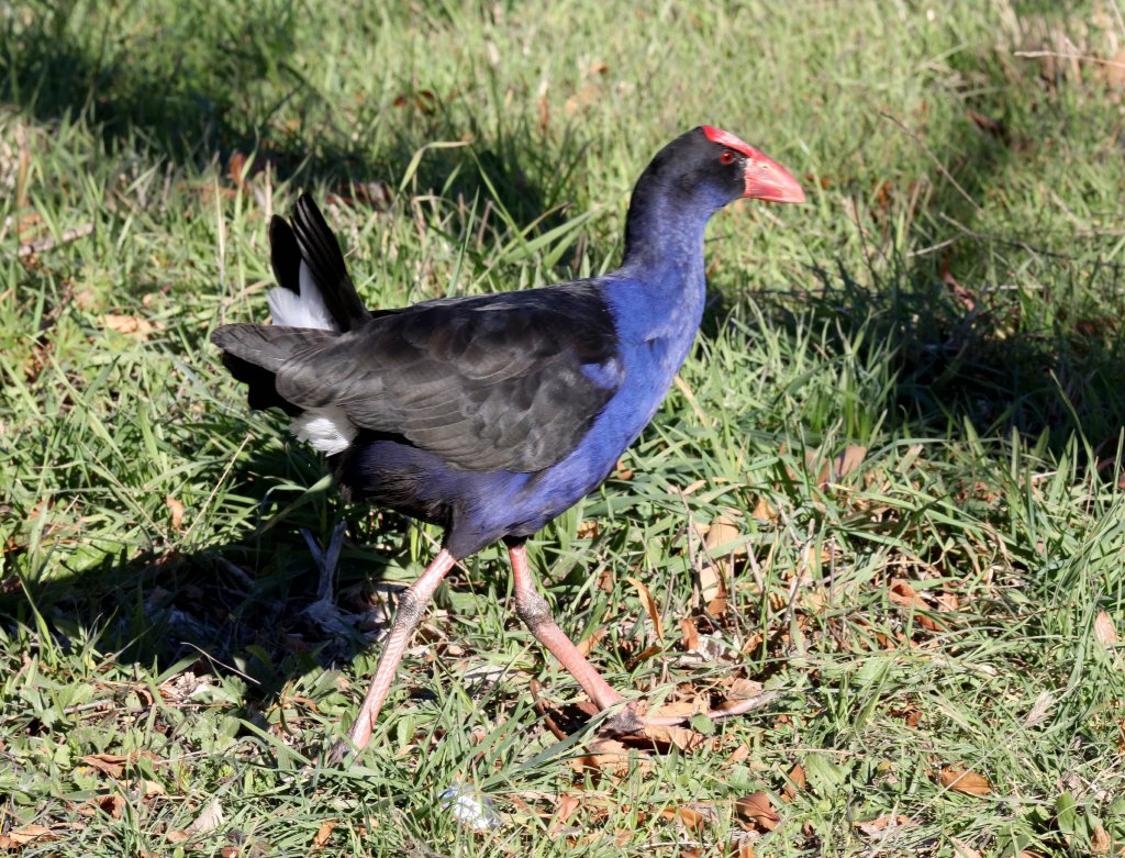 Australian Swamphen