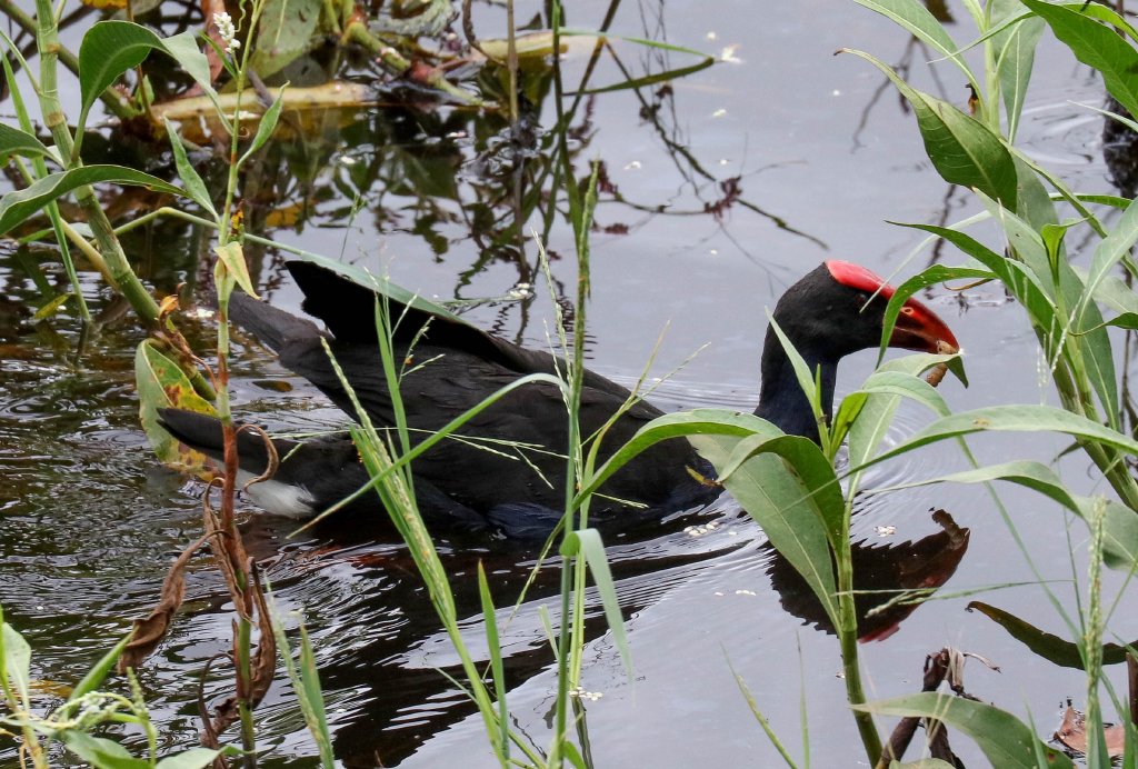Australian Swamphen