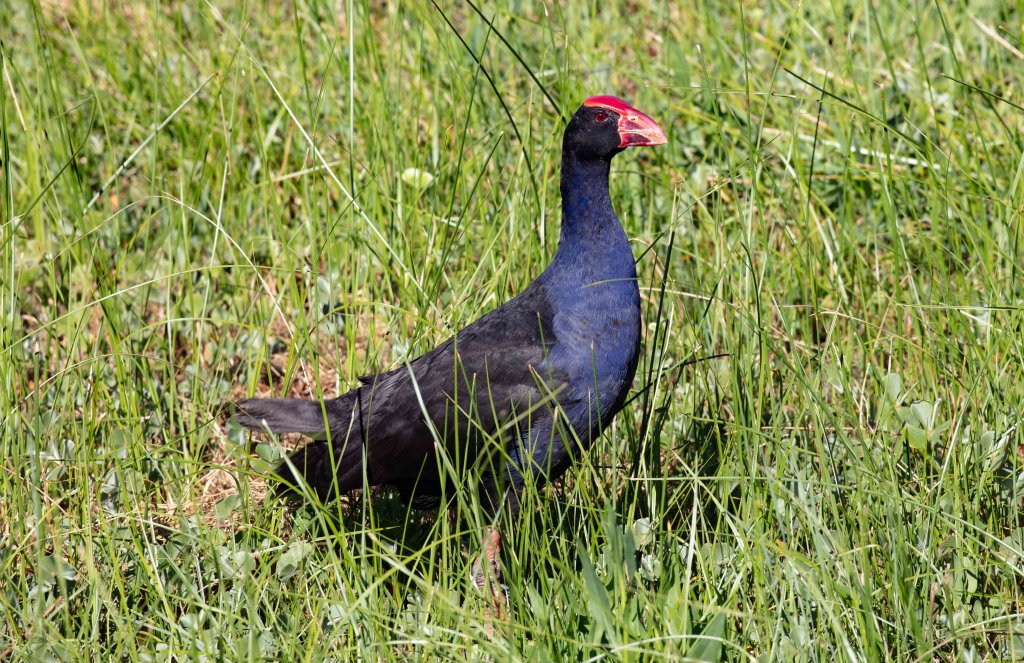 Australian Swamphen