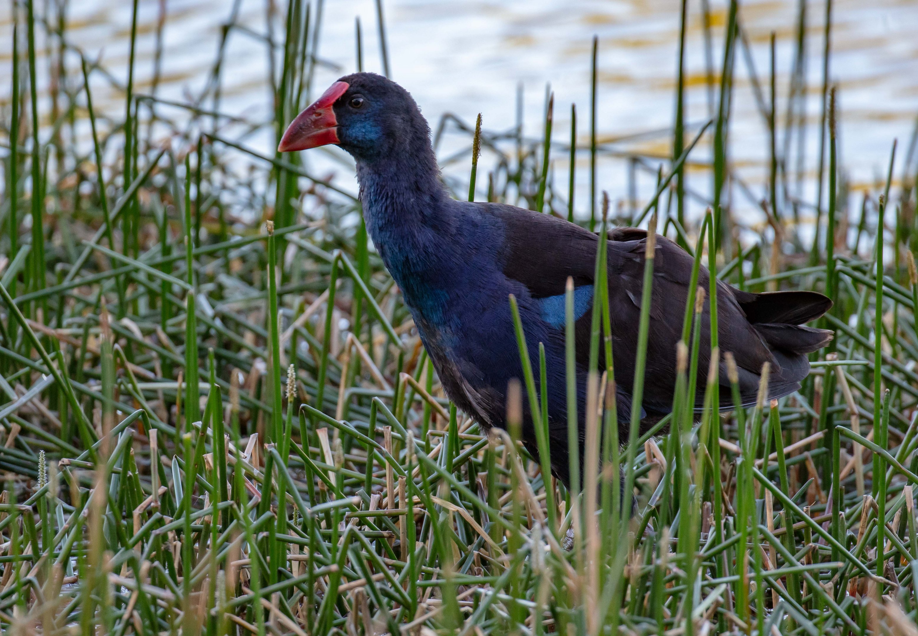 Australian Swamphen