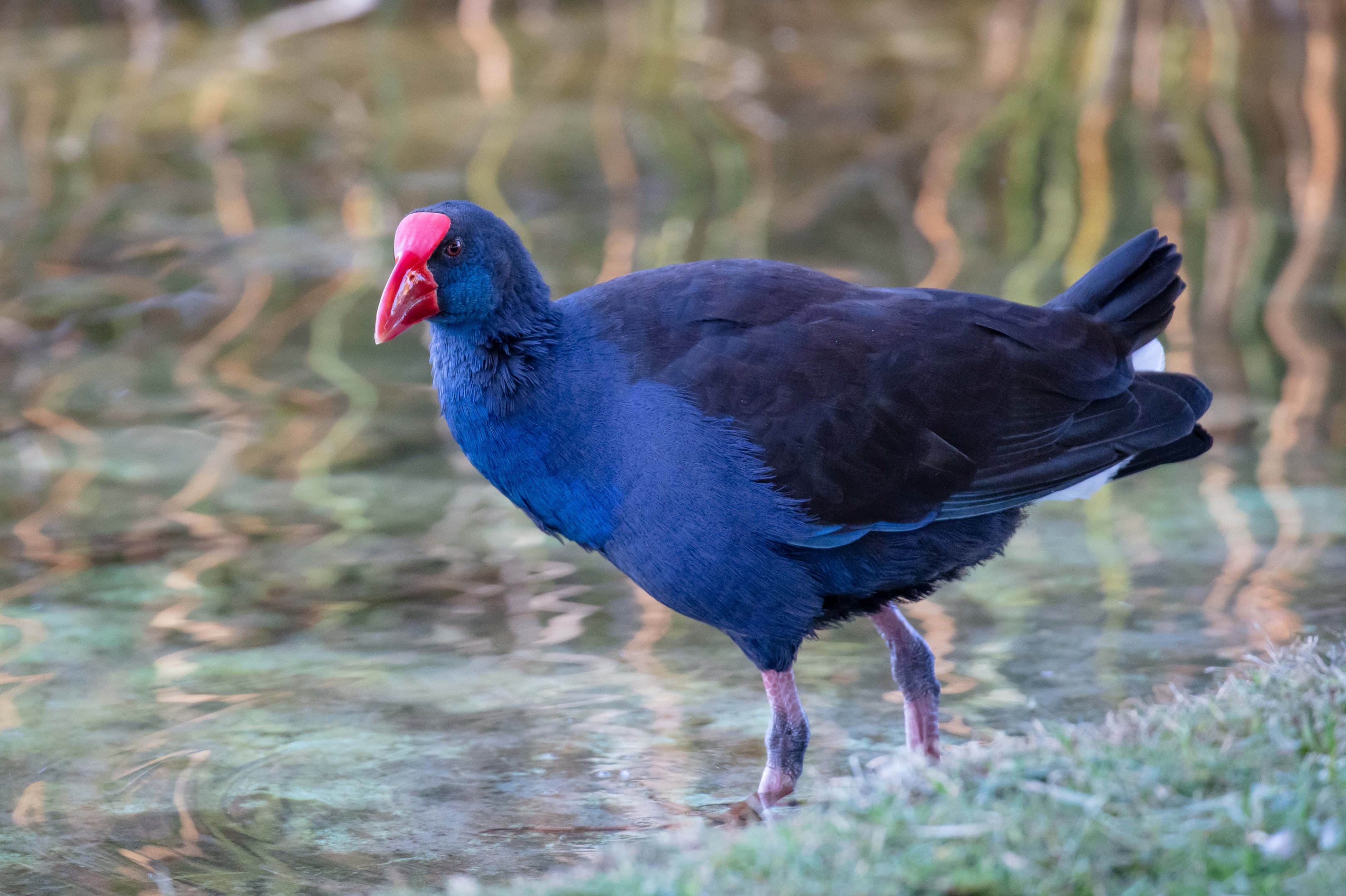 Australian Swamphen