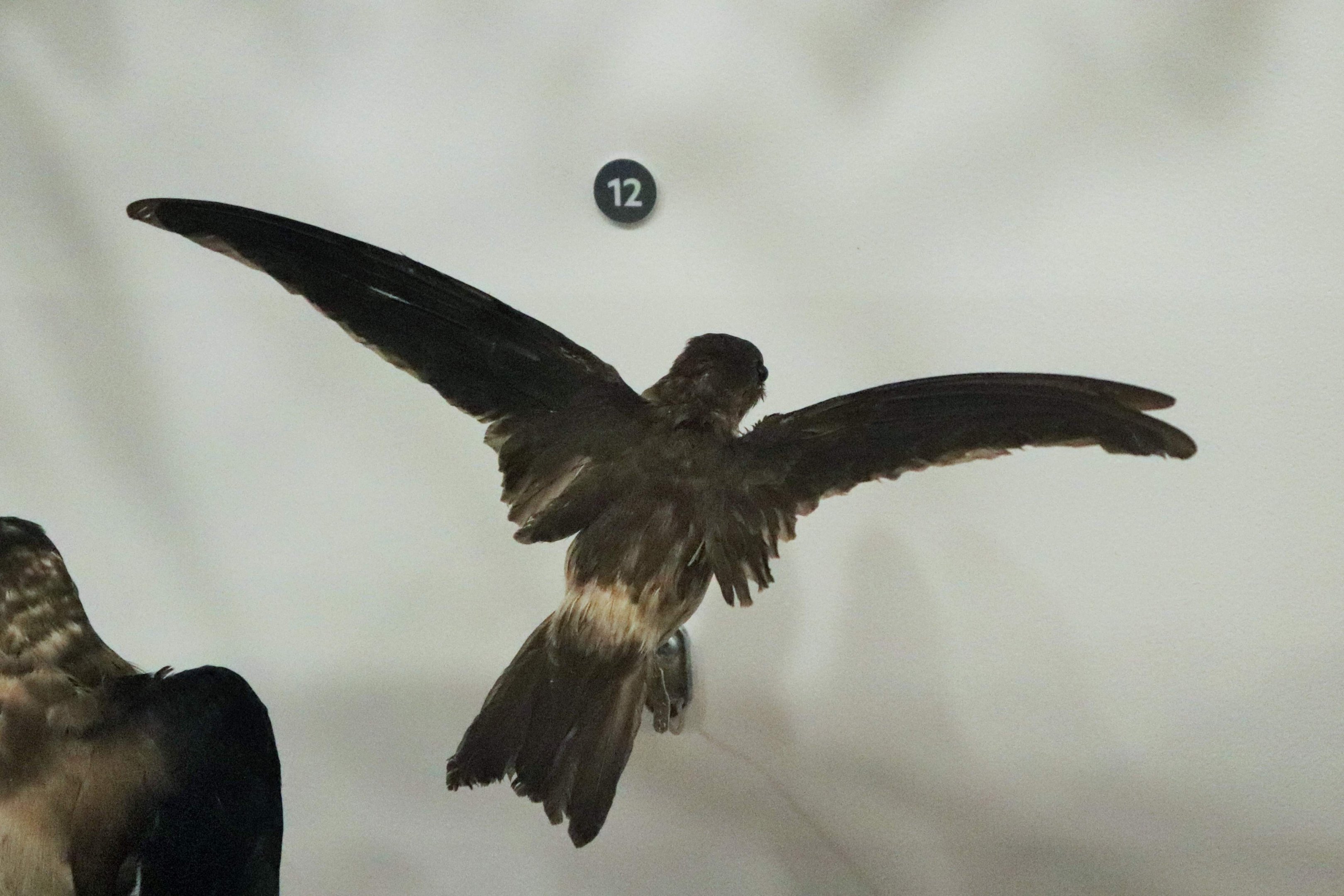 Australian Swiftlet (Aerodramus terraereginae)
