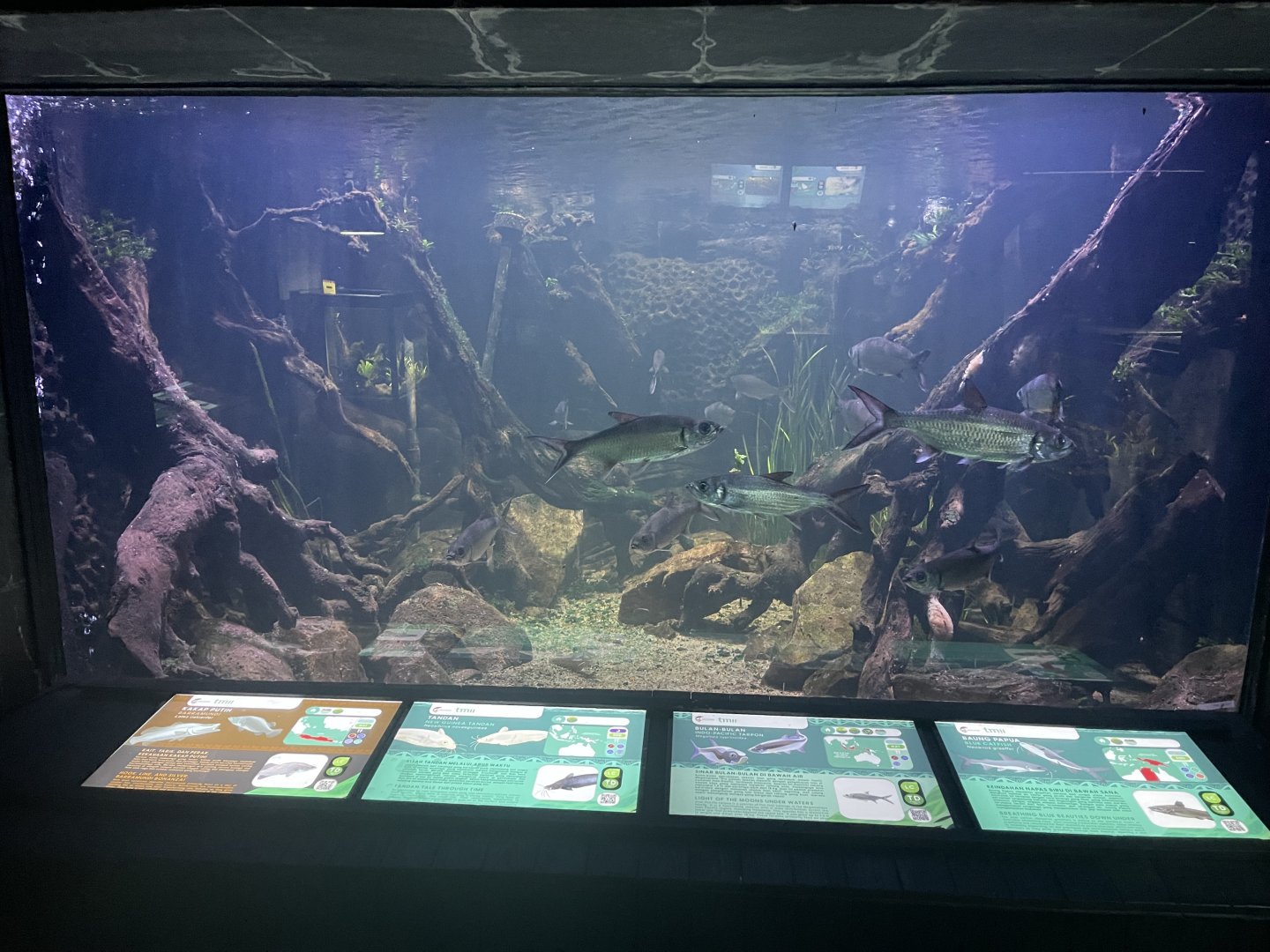 australian tank - dunia air tawar