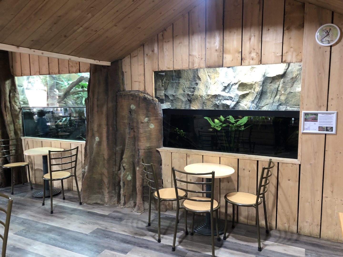 Australian Tanks at Hamerton Zoo Park (October 2023)