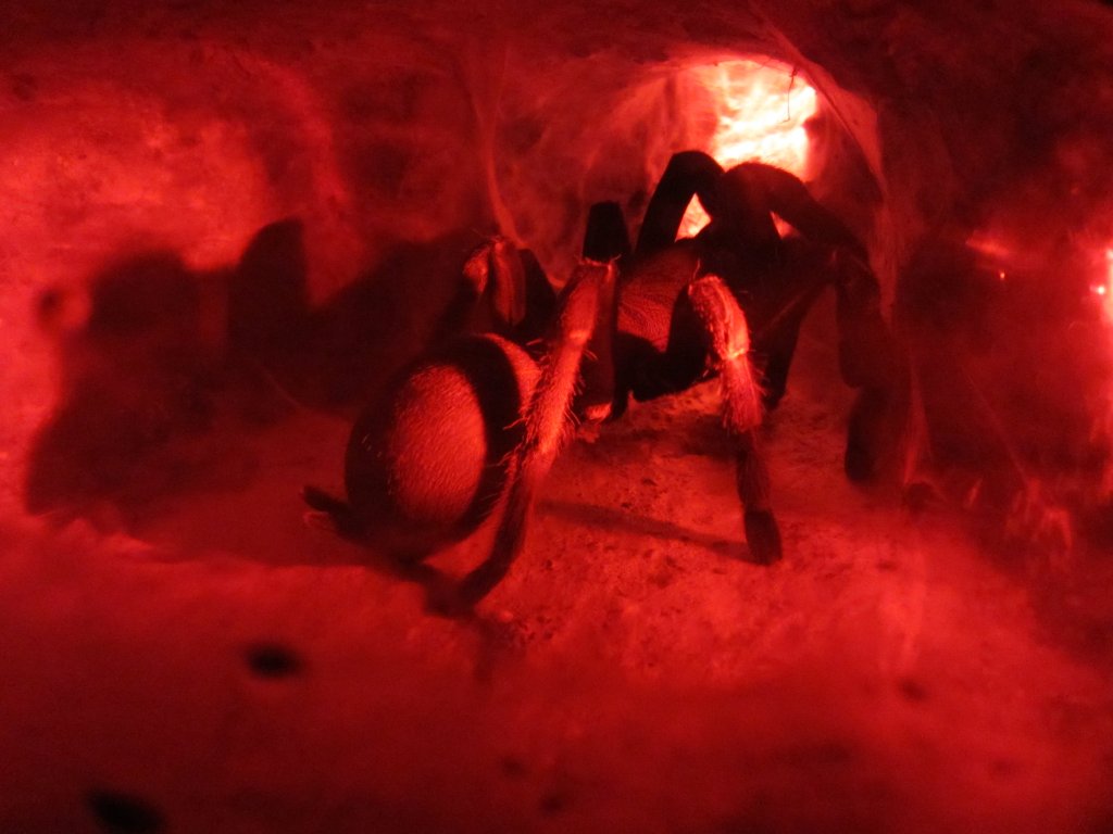 Australian Tarantula