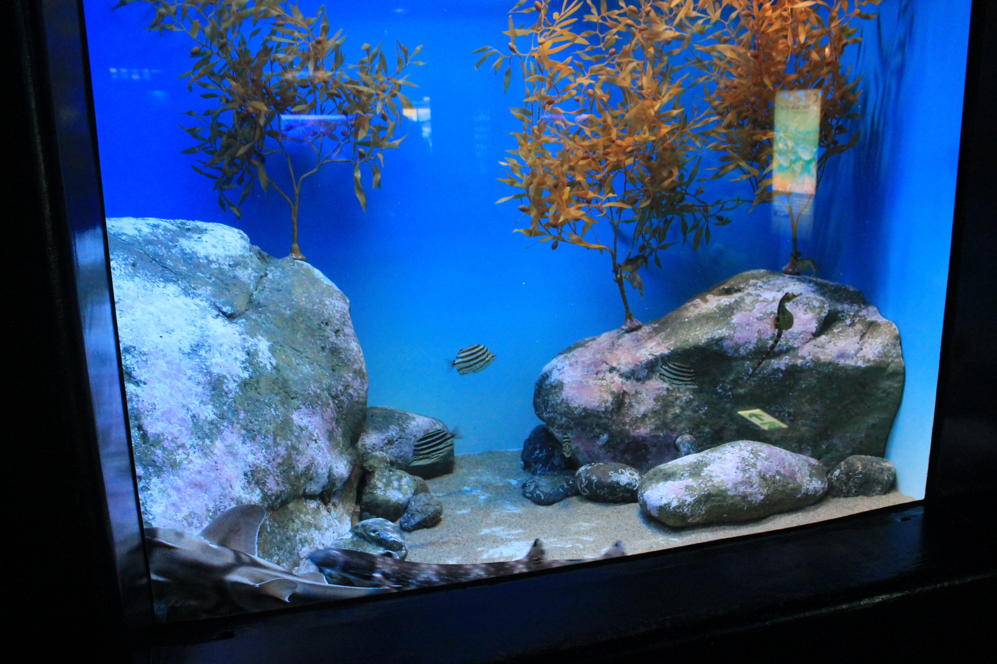 Australian temperate tank