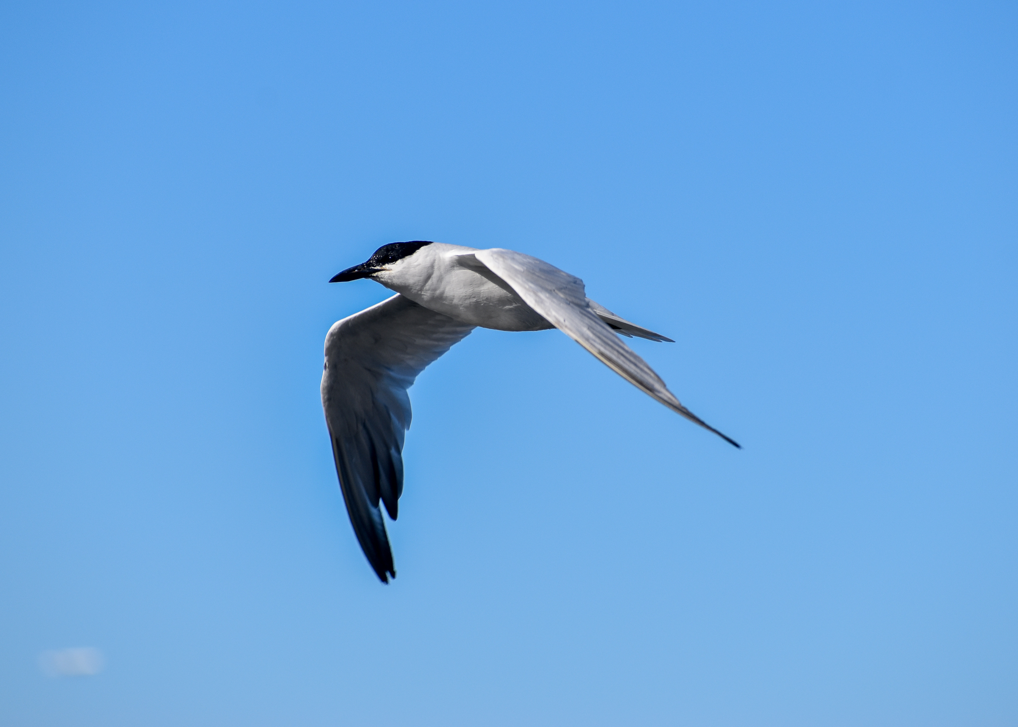Australian Tern