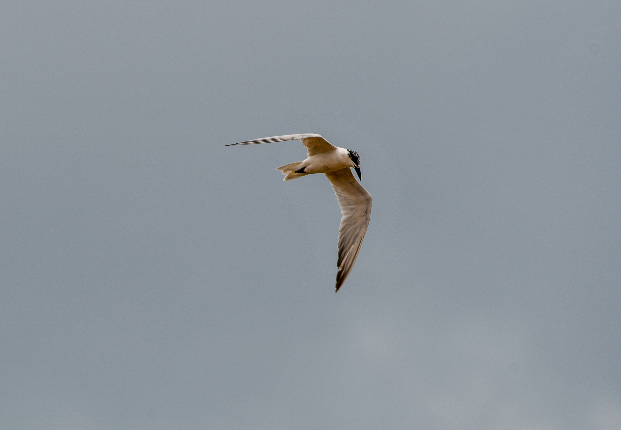 Australian Tern