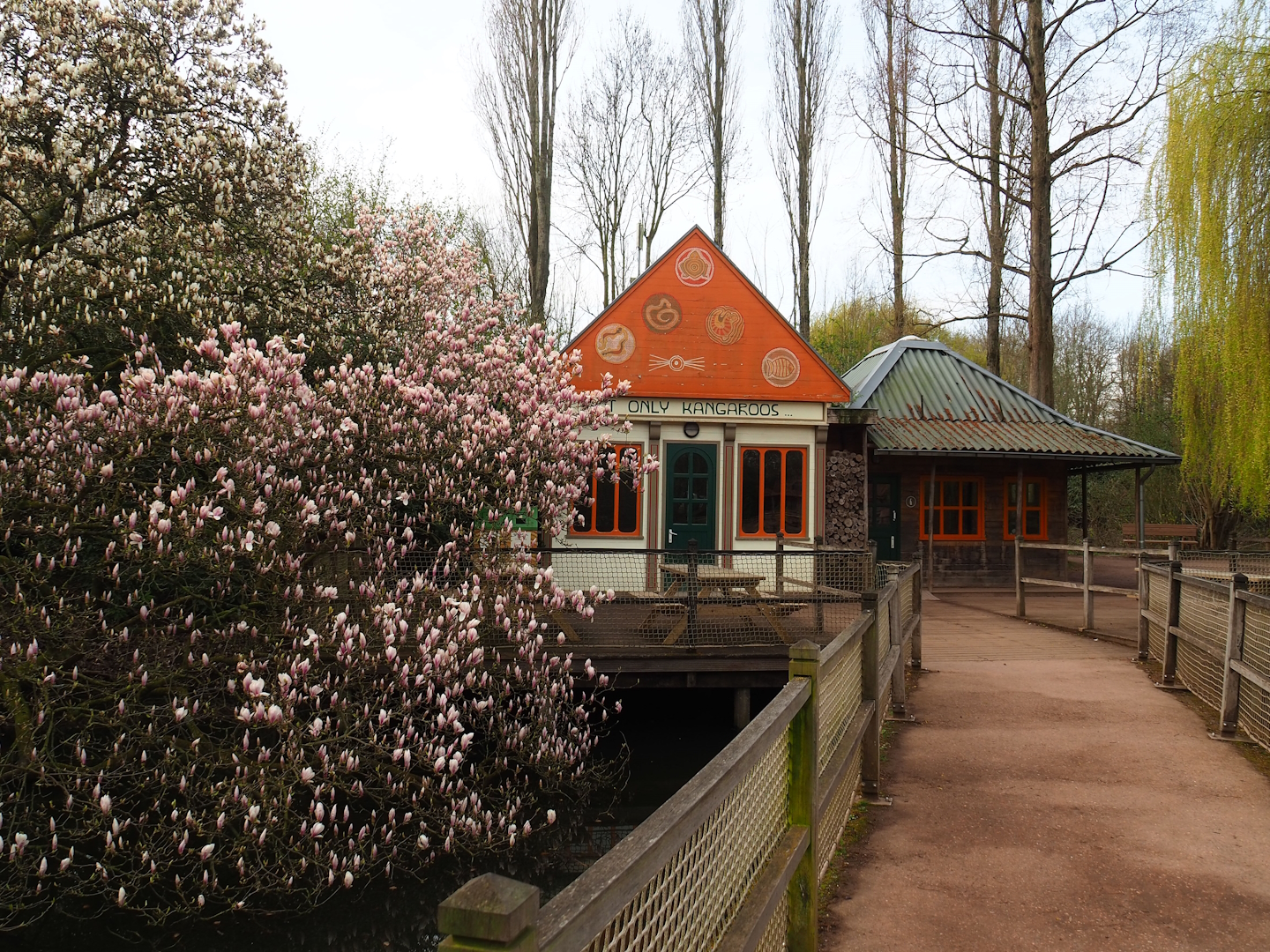 Australian terrarium house and flowering Magnolia, 2023-03-28