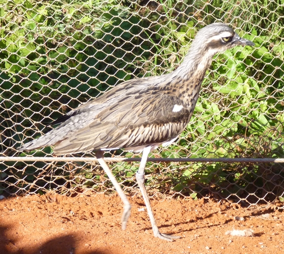 Australian thick-knee (Burhinus grallarius)