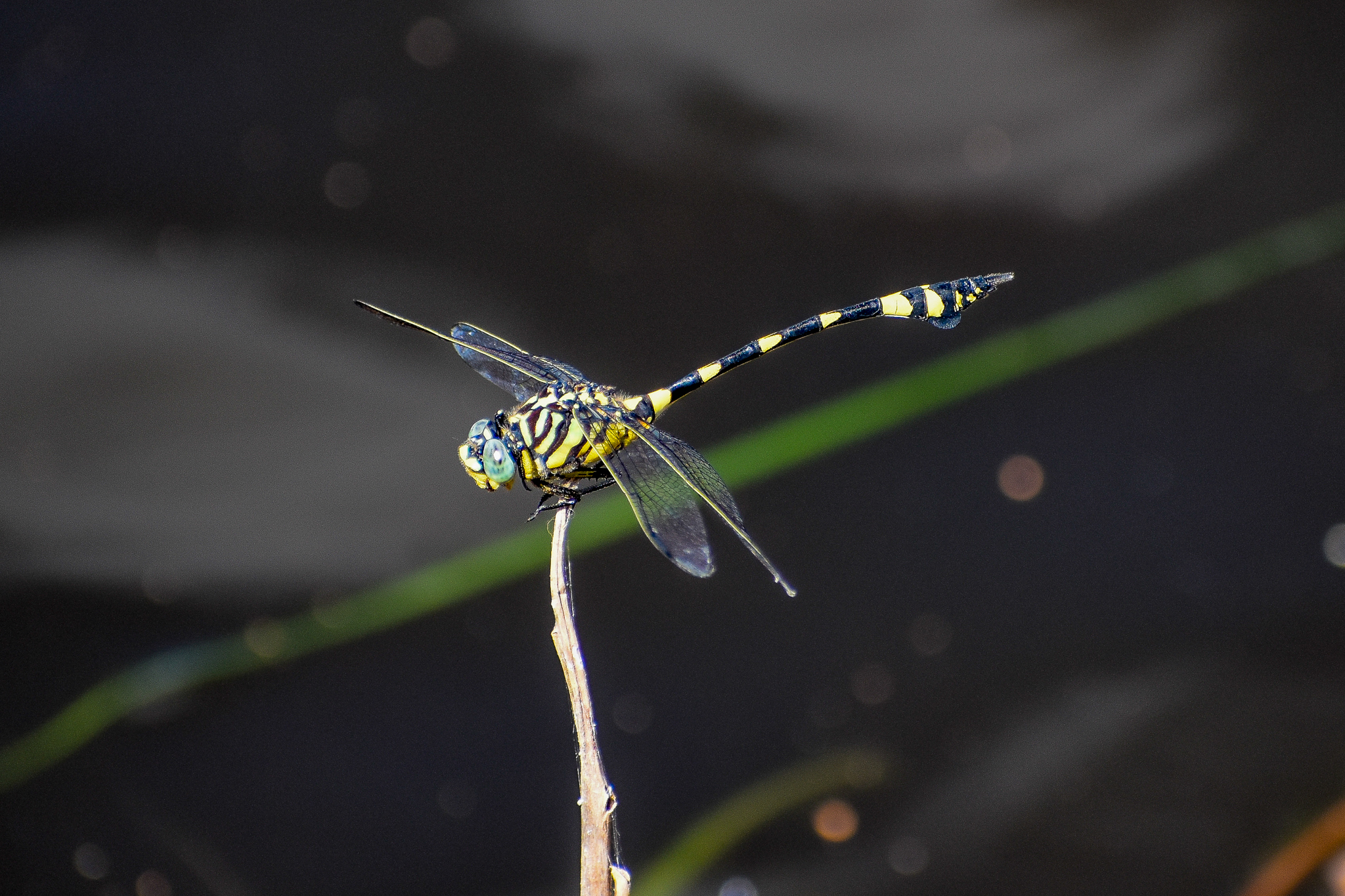 Australian Tiger (Ictinogomphus australis)