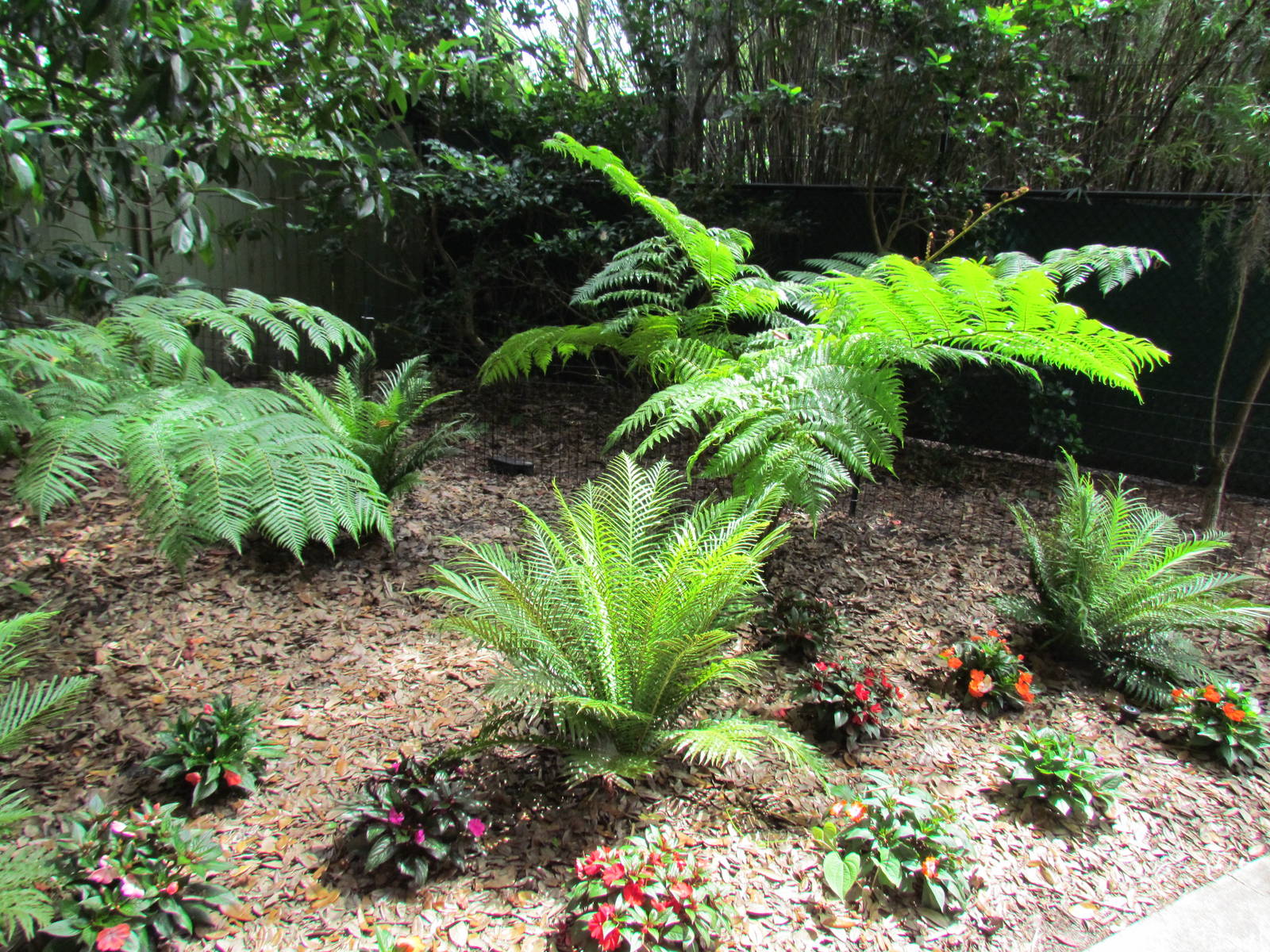 Australian Tree Ferns
