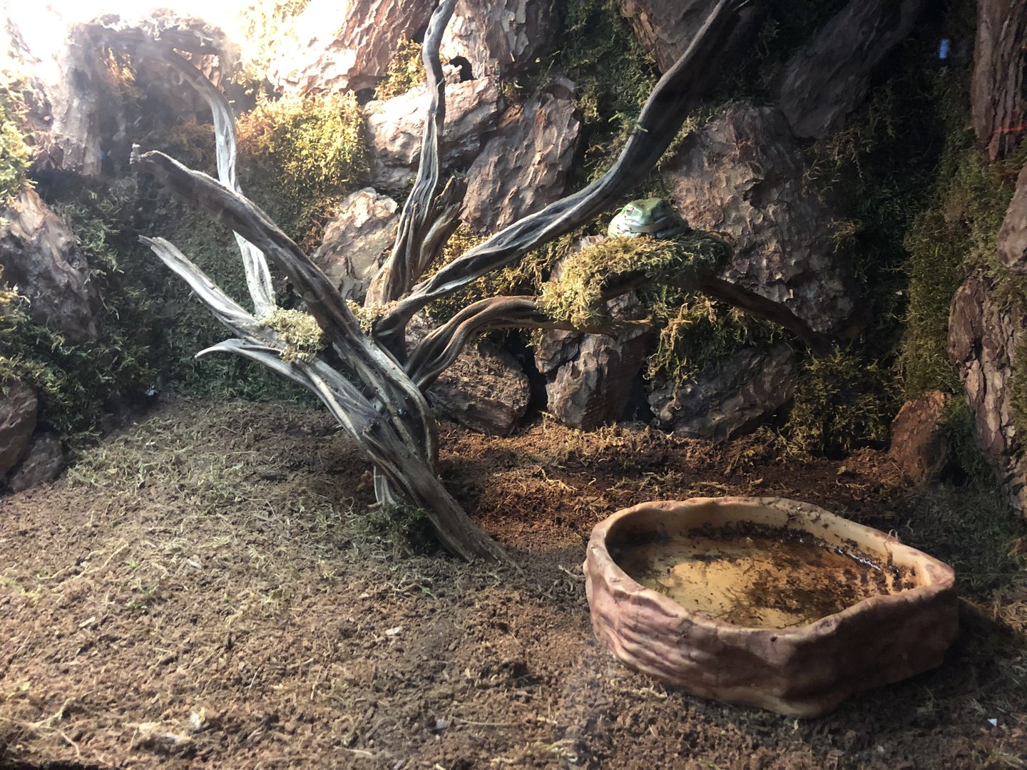 Australian Tree frog Enclosure at ViaSea Aquarium