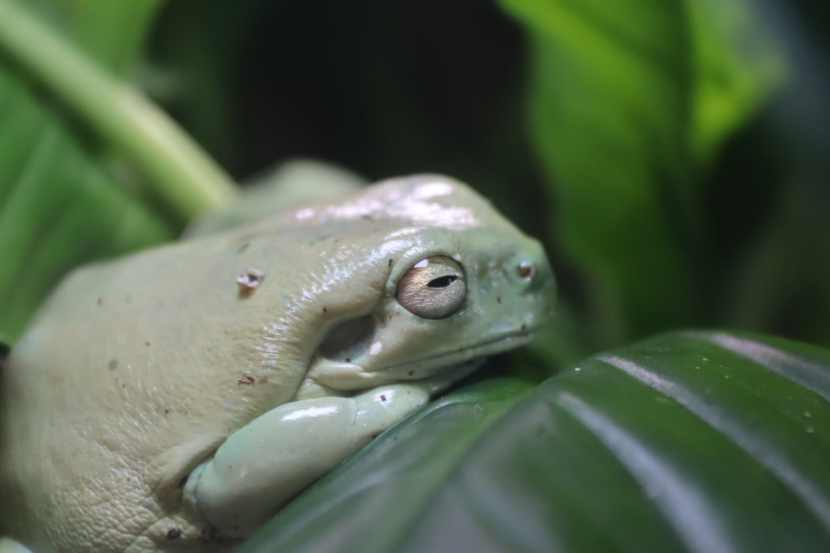 Australian Tree Frog