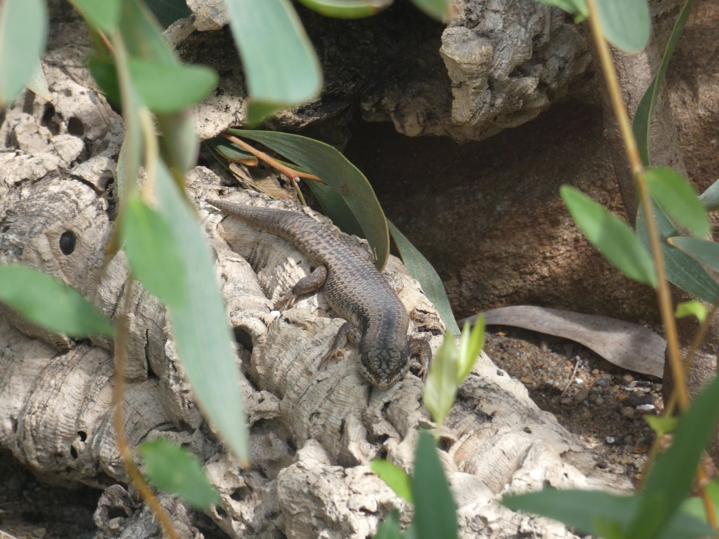 Australian tree skink
