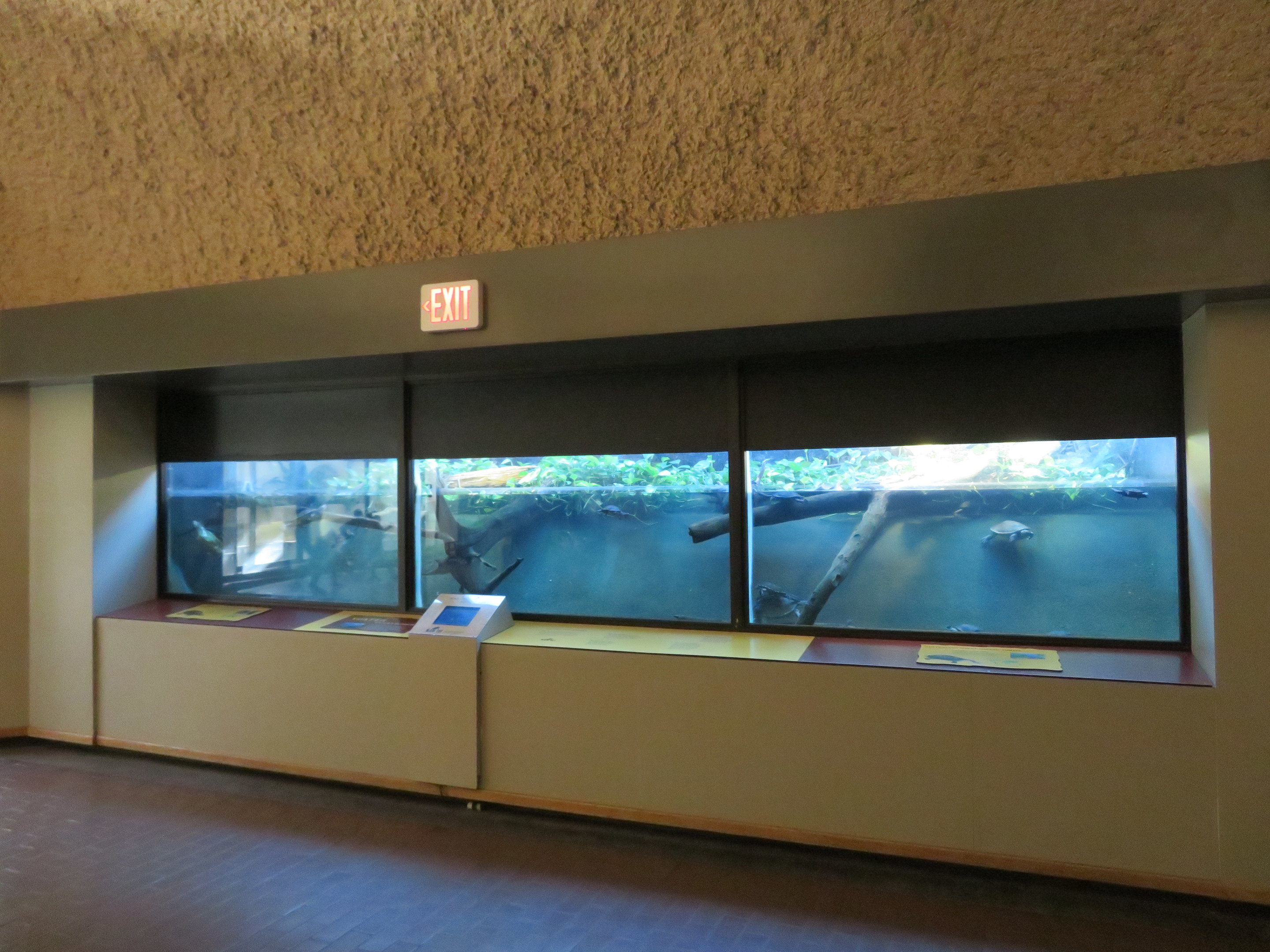 Australian Turtles Tank