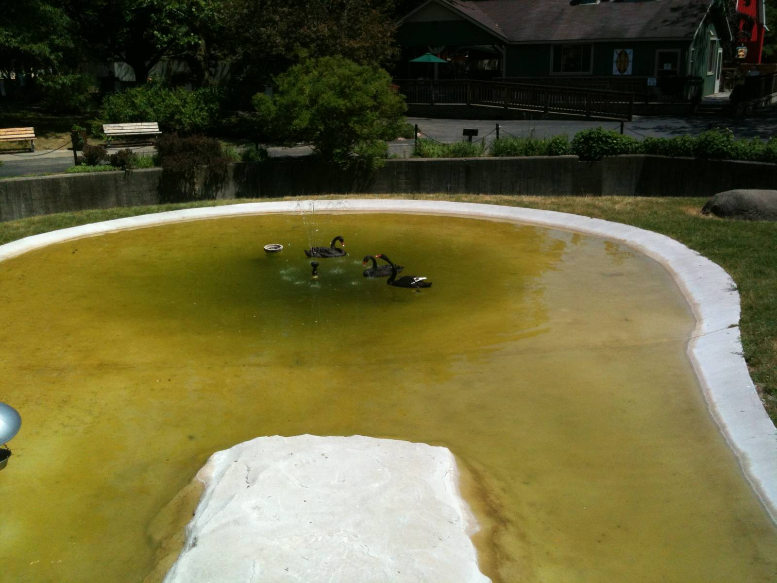 Australian Walk-a-bout- Black Swan