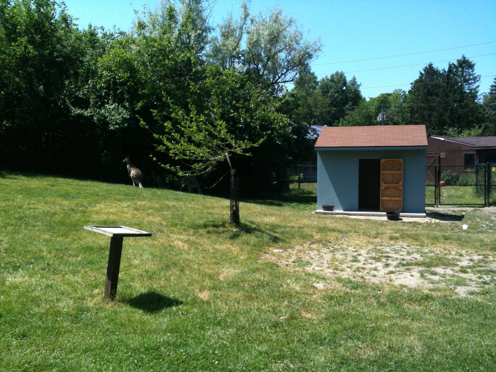 Australian Walk-a-bout