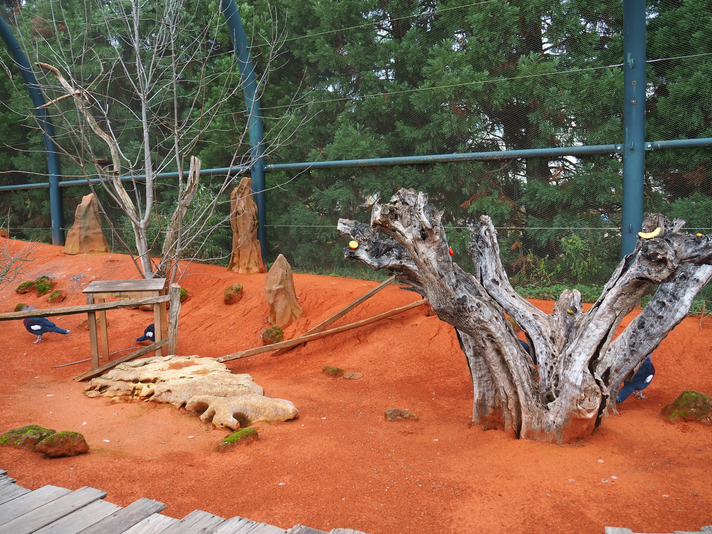 Australian walk-through aviary, 2019-10-04